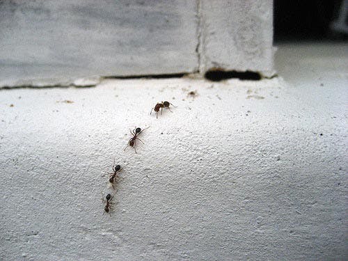 ants marching