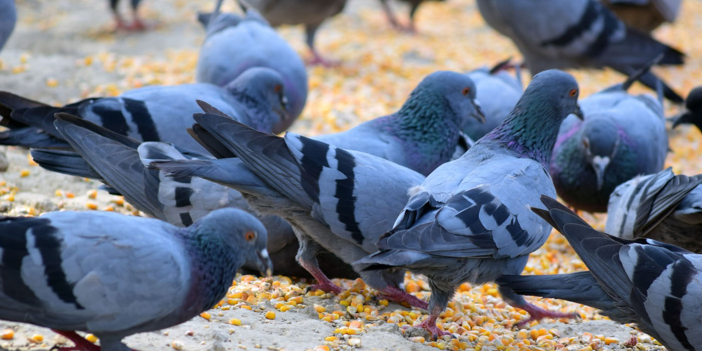 group of pigeons.jpg